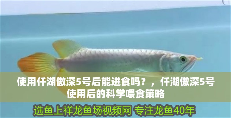 使用仟湖傲深5號后能進食嗎？，仟湖傲深5號使用后的科學喂食策略