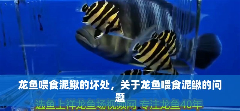 龍魚喂食泥鰍的壞處，關于龍魚喂食泥鰍的問題