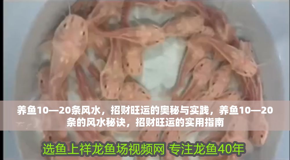 養魚10—20條風水，招財旺運的奧秘與實踐，養魚10—20條的風水秘訣，招財旺運的實用指南
