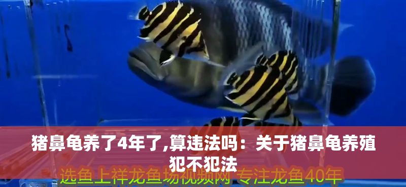 豬鼻龜養了4年了,算違法嗎：關于豬鼻龜養殖犯不犯法