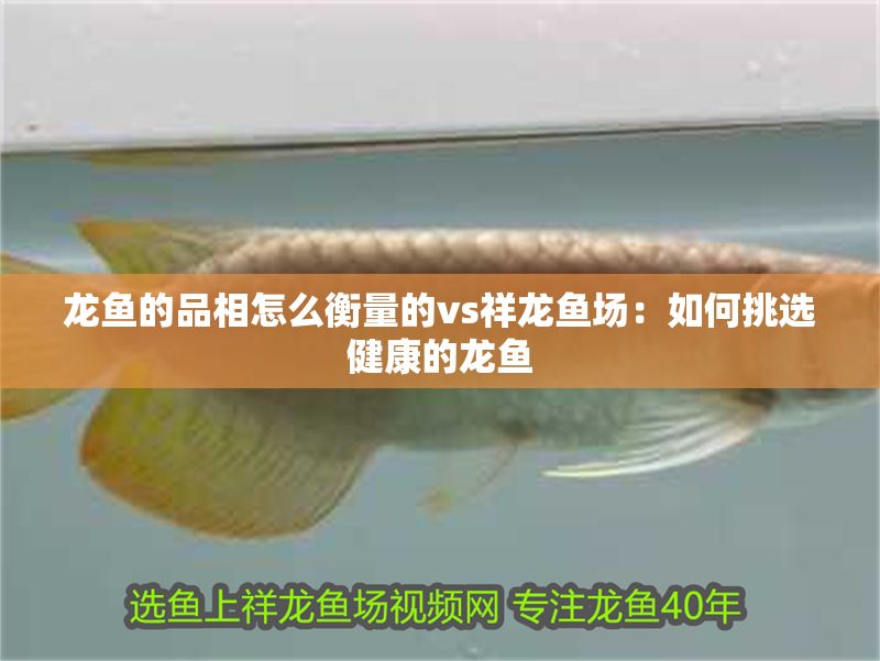 龍魚的品相怎么衡量的vs祥龍魚場：如何挑選健康的龍魚