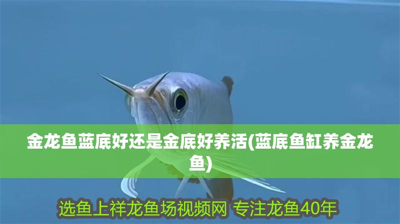 金龍魚藍底好還是金底好養(yǎng)活(藍底魚缸養(yǎng)金龍魚) 元寶鳳凰魚百科 第1張 金龍魚藍底好還是金底好養(yǎng)活(藍底魚缸養(yǎng)金龍魚) 金龍魚藍底好還是金底好養(yǎng)活(藍底魚缸養(yǎng)金龍魚) 元寶鳳凰魚百科 第1張