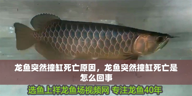 龍魚突然撞缸死亡原因，龍魚突然撞缸死亡是怎么回事