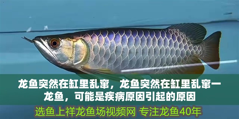 龍魚突然在缸里亂竄，龍魚突然在缸里亂竄一龍魚，可能是疾病原因引起的原因