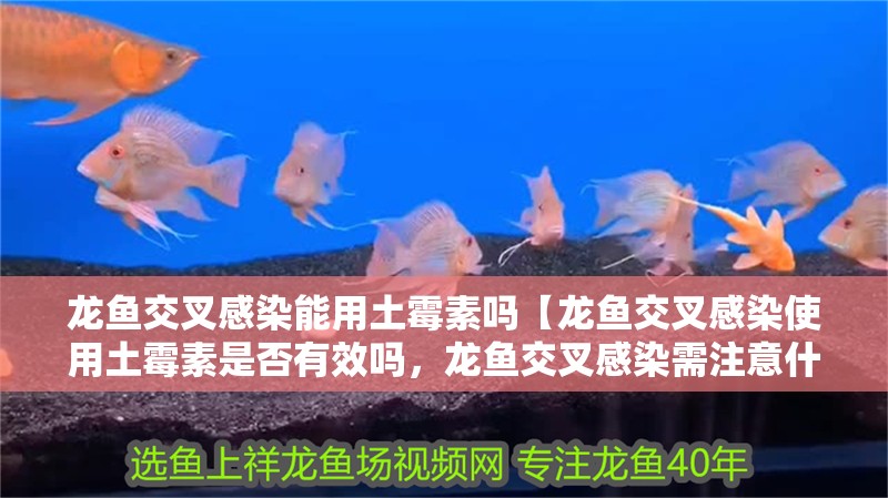 龍魚交叉感染能用土霉素嗎【龍魚交叉感染使用土霉素是否有效嗎，龍魚交叉感染需注意什么】