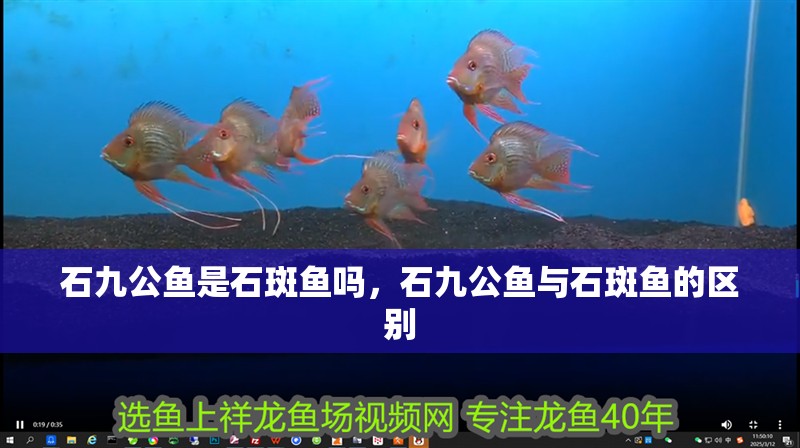 石九公魚是石斑魚嗎，石九公魚與石斑魚的區別