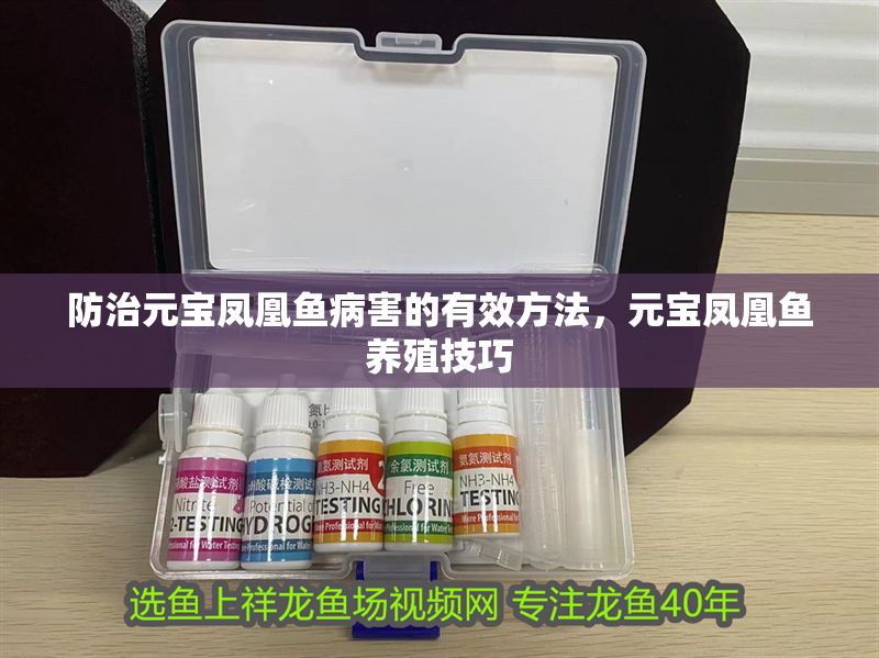 防治元寶鳳凰魚病害的有效方法，元寶鳳凰魚養(yǎng)殖技巧