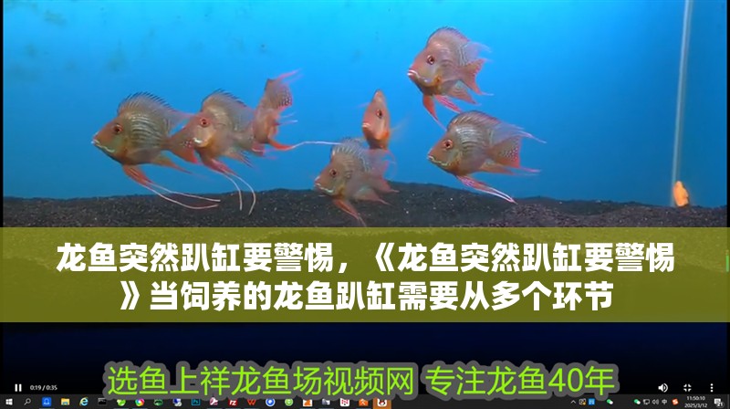 龍魚突然趴缸要警惕，《龍魚突然趴缸要警惕》當飼養的龍魚趴缸需要從多個環節