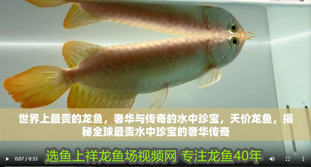 世界上最貴的龍魚，奢華與傳奇的水中珍寶，天價(jià)龍魚，揭秘全球最貴水中珍寶的奢華傳奇