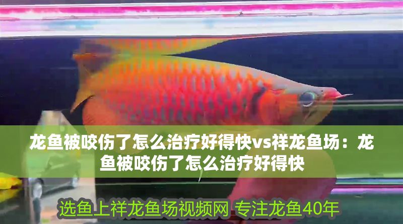 龍魚(yú)被咬傷了怎么治療好得快vs祥龍魚(yú)場(chǎng):龍魚(yú)被咬傷了怎么治療好得快 vs祥龍魚(yú)場(chǎng) 第1張 龍魚(yú)被咬傷了怎么治療好得快vs祥龍魚(yú)場(chǎng):龍魚(yú)被咬傷了怎么治療好得快 龍魚(yú)被咬傷了怎么治療好得快vs祥龍魚(yú)場(chǎng):龍魚(yú)被咬傷了怎么治療好得快 vs祥龍魚(yú)場(chǎng) 第1張