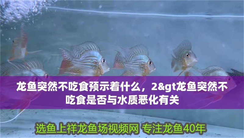 龍魚(yú)突然不吃食預(yù)示著什么，2&gt龍魚(yú)突然不吃食是否與水質(zhì)惡化有關(guān)