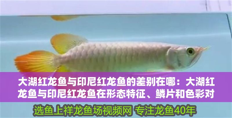 大湖紅龍魚與印尼紅龍魚的差別在哪：大湖紅龍魚與印尼紅龍魚在形態特征、鱗片和色彩對比 大湖紅龍魚與印尼紅龍魚的差別在哪：大湖紅龍魚與印尼紅龍魚在形態特征、鱗片和色彩對比 大湖紅龍魚百科 第1張