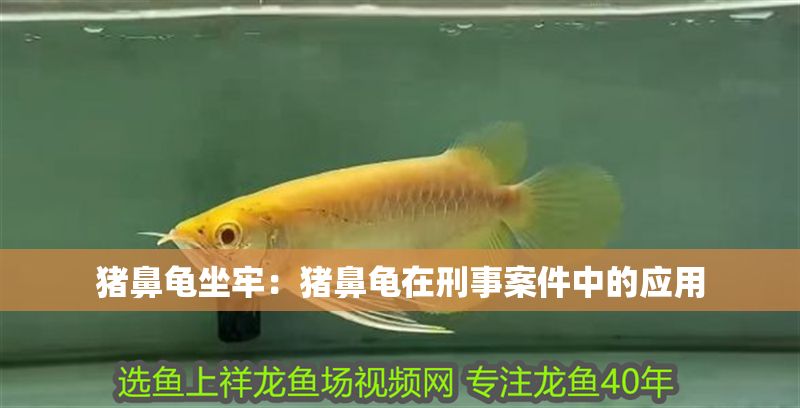 豬鼻龜坐牢：豬鼻龜在刑事案件中的應用