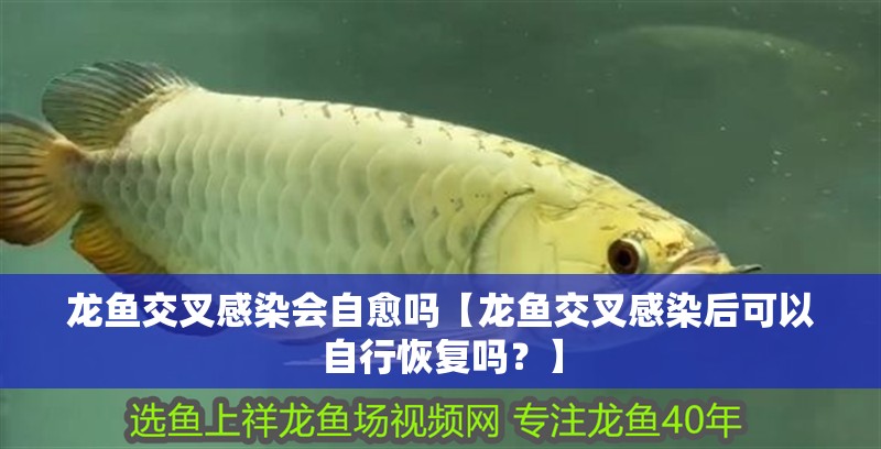 龍魚交叉感染會自愈嗎【龍魚交叉感染后可以自行恢復(fù)嗎？】