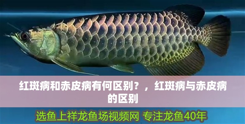 紅斑病和赤皮病有何區別？，紅斑病與赤皮病的區別
