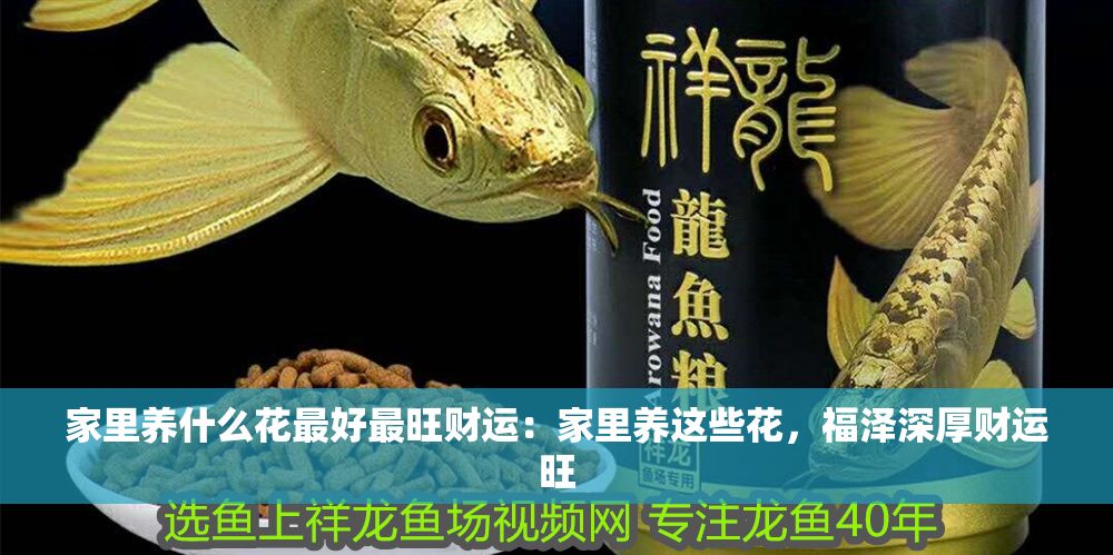 家里養什么花最好最旺財運：家里養這些花，福澤深厚財運旺