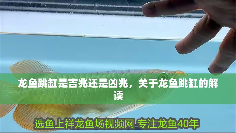 龍魚跳缸是吉兆還是兇兆，關于龍魚跳缸的解讀