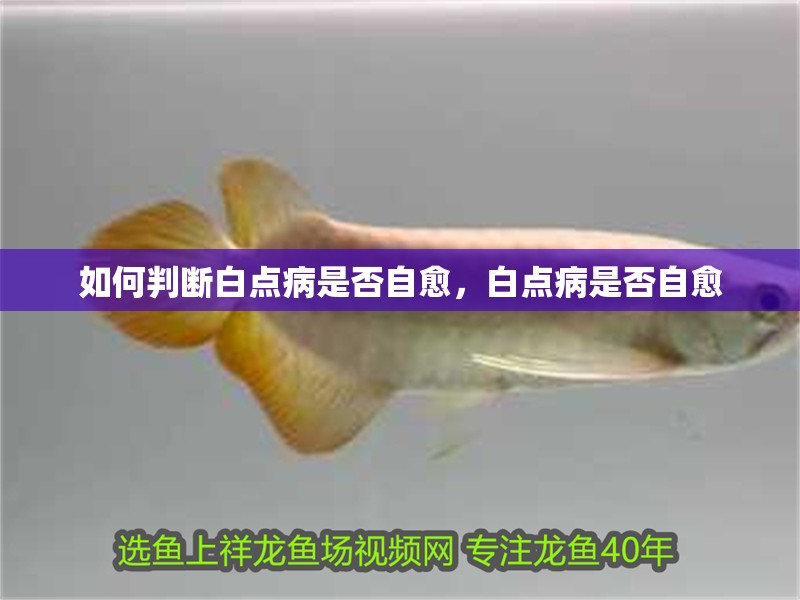 我的虎魚真菌感染了要怎么處理 如何判斷白點病是否自愈,白點病是否自愈 龍魚百科 如何判斷白點病是否自愈,白點病是否自愈 如何判斷白點病是否自愈,白點病是否自愈 龍魚百科
