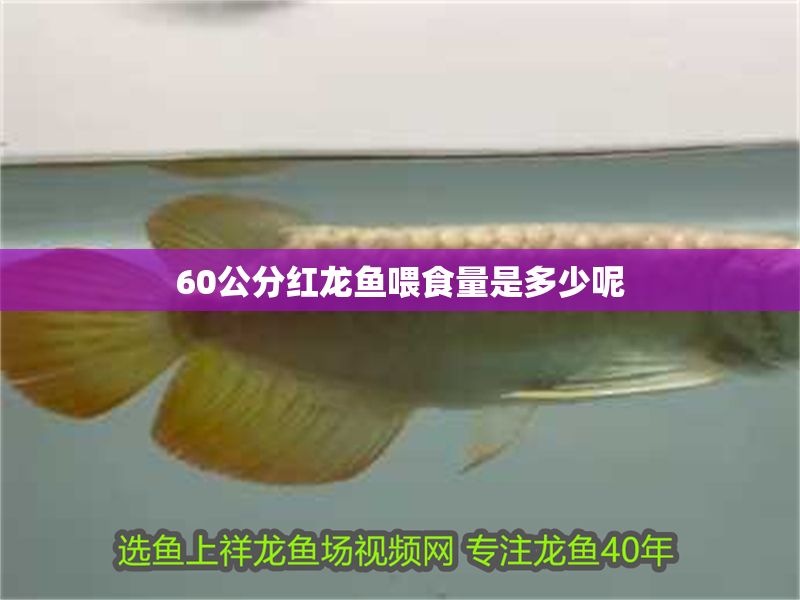 60公分紅龍魚喂食量是多少呢