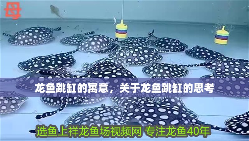 龍魚跳缸的寓意，關于龍魚跳缸的思考