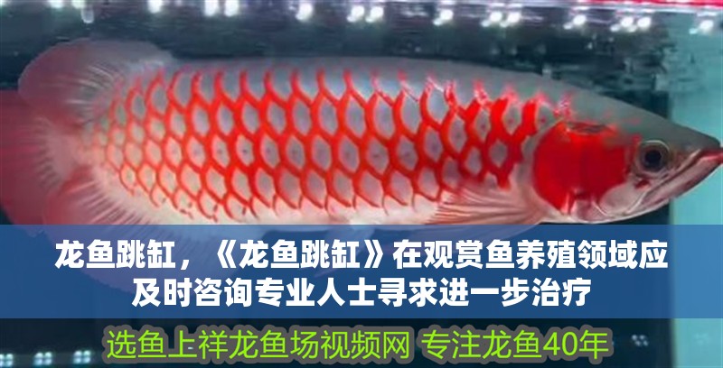 龍魚跳缸，《龍魚跳缸》在觀賞魚養殖領域應及時咨詢專業人士尋求進一步治療