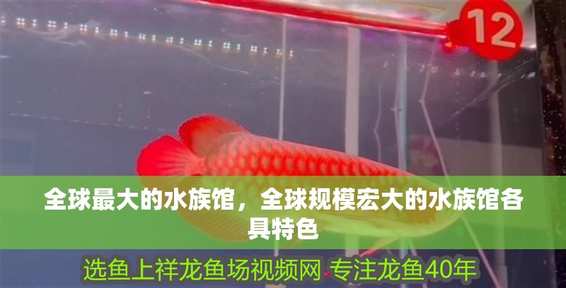 全球最大的水族館，全球規模宏大的水族館各具特色 全球最大的水族館，全球規模宏大的水族館各具特色 龍魚論壇