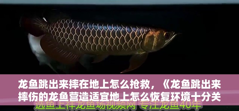 龍魚跳出來摔在地上怎么搶救，《龍魚跳出來摔傷的龍魚營造適宜地上怎么恢復環境十分關鍵