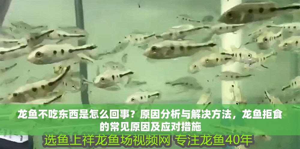 龍魚不吃東西是怎么回事？原因分析與解決方法，龍魚拒食的常見原因及應對措施