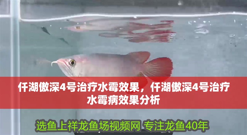 仟湖傲深4號(hào)治療水霉效果，仟湖傲深4號(hào)治療水霉病效果分析