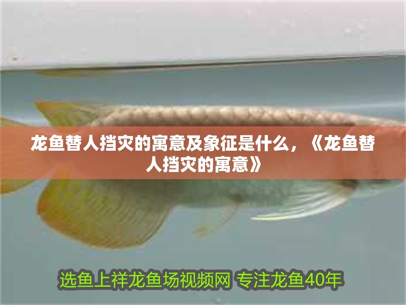 龍魚替人擋災的寓意及象征是什么，《龍魚替人擋災的寓意》 龍魚替人擋災的寓意及象征是什么，《龍魚替人擋災的寓意》 水族問答