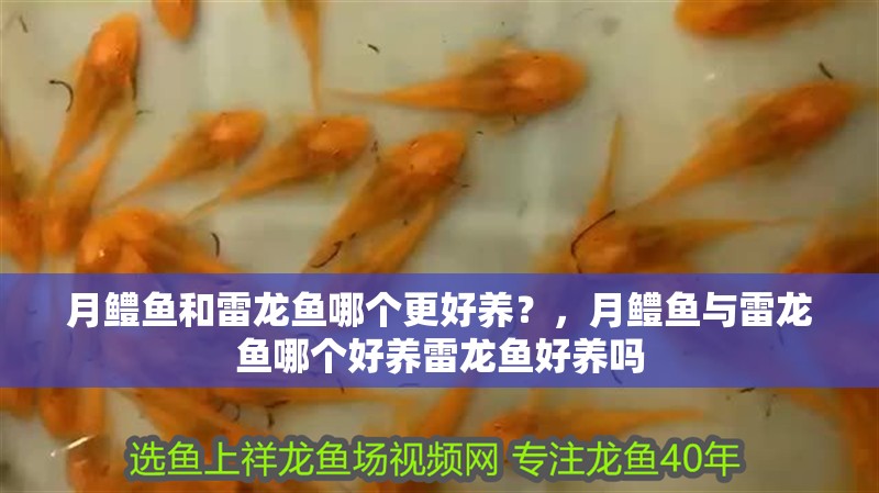 月鱧魚和雷龍魚哪個更好養？，月鱧魚與雷龍魚哪個好養雷龍魚好養嗎