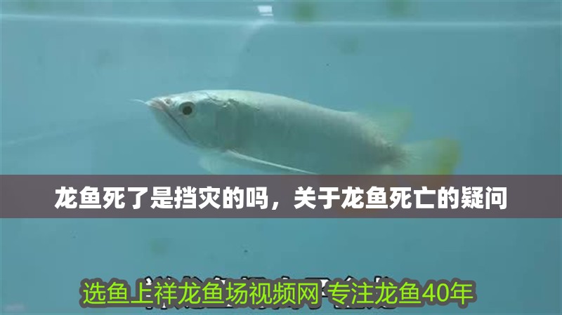龍魚死了是擋災(zāi)的嗎，關(guān)于龍魚死亡的疑問