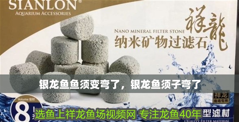 銀龍魚魚須變彎了，銀龍魚須子彎了