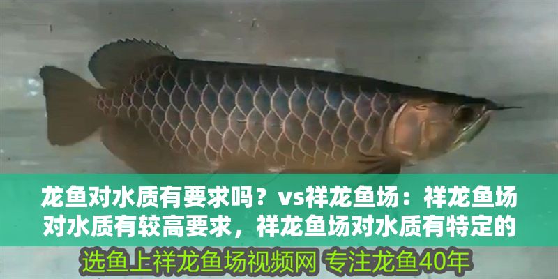 龍魚對水質有要求嗎？vs祥龍魚場：祥龍魚場對水質有較高要求，祥龍魚場對水質有特定的要求 龍魚對水質有要求嗎？vs祥龍魚場：祥龍魚場對水質有較高要求，祥龍魚場對水質有特定的要求 vs祥龍魚場 第1張