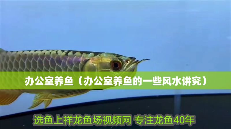 辦公室養魚(辦公室養魚的一些風水講究) 豬鼻龜百科 第2張 辦公室養魚(辦公室養魚的一些風水講究) 辦公室養魚(辦公室養魚的一些風水講究) 豬鼻龜百科 第2張