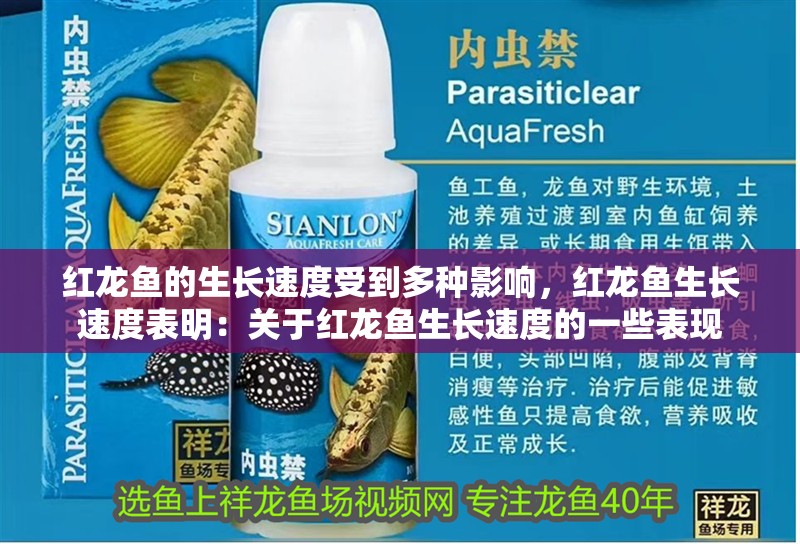 紅龍魚(yú)的生長(zhǎng)速度受到多種影響，紅龍魚(yú)生長(zhǎng)速度表明：關(guān)于紅龍魚(yú)生長(zhǎng)速度的一些表現(xiàn)