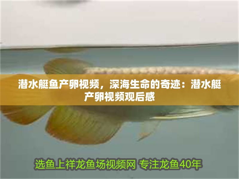潛水艇魚產卵視頻，深海生命的奇跡：潛水艇產卵視頻觀后感