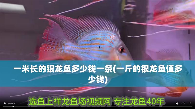 一米長的銀龍魚多少錢一條(一斤的銀龍魚值多少錢)