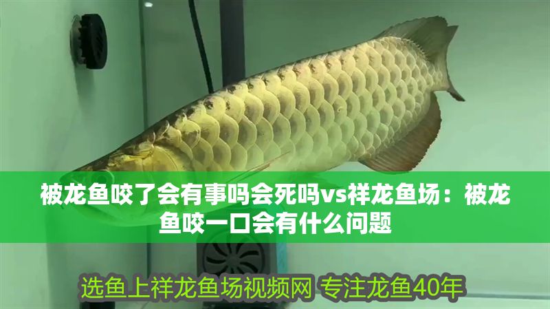 被龍魚咬了會有事嗎會死嗎vs祥龍魚場：被龍魚咬一口會有什么問題