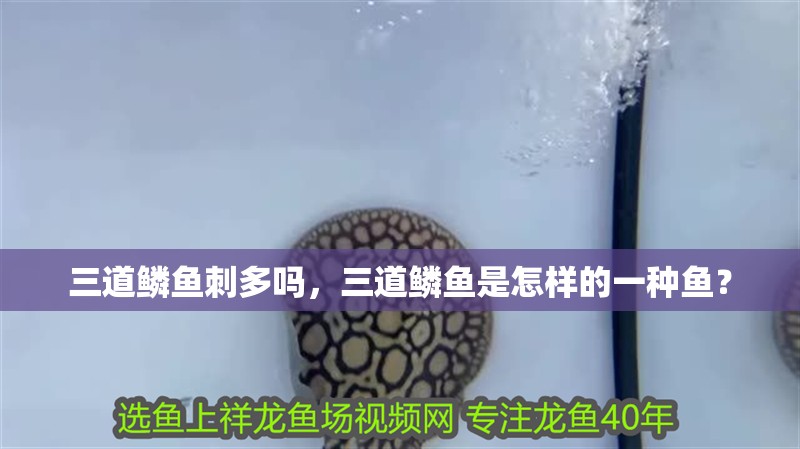 三道鱗魚刺多嗎，三道鱗魚是怎樣的一種魚？