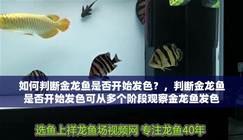 如何判斷金龍魚是否開始發(fā)色？，判斷金龍魚是否開始發(fā)色可從多個階段觀察金龍魚發(fā)色