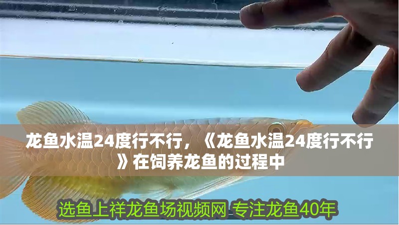 龍魚水溫24度行不行，《龍魚水溫24度行不行》在飼養(yǎng)龍魚的過程中 龍魚水溫24度行不行，《龍魚水溫24度行不行》在飼養(yǎng)龍魚的過程中 水族問答