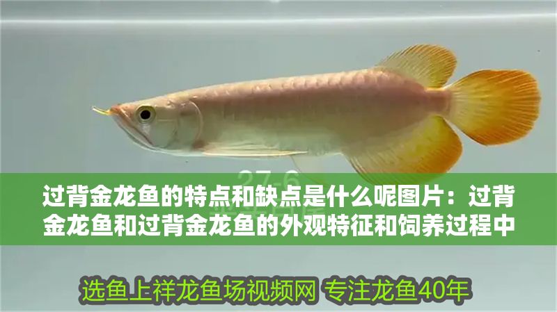 過背金龍魚的特點(diǎn)和缺點(diǎn)是什么呢圖片：過背金龍魚和過背金龍魚的外觀特征和飼養(yǎng)過程中需謹(jǐn)慎考慮