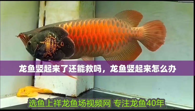 龍魚豎起來了還能救嗎，龍魚豎起來怎么辦