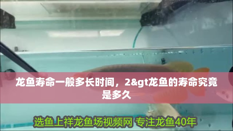 龍魚壽命一般多長時間，2&gt龍魚的壽命究竟是多久