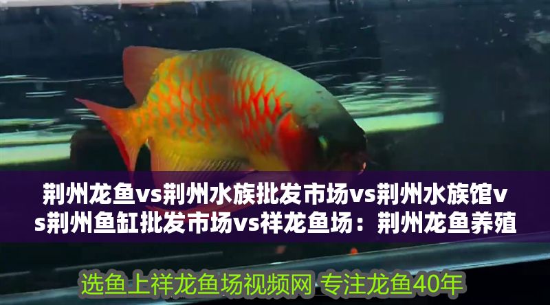荊州龍魚vs荊州水族批發(fā)市場(chǎng)vs荊州水族館vs荊州魚缸批發(fā)市場(chǎng)vs祥龍魚場(chǎng):荊州龍魚養(yǎng)殖技術(shù)荊州水族市場(chǎng)發(fā)展趨勢(shì) 祥龍魚場(chǎng)各市分站 第2張 荊州龍魚vs荊州水族批發(fā)市場(chǎng)vs荊州水族館vs荊州魚缸批發(fā)市場(chǎng)vs祥龍魚場(chǎng):荊州龍魚養(yǎng)殖技術(shù)荊州水族市場(chǎng)發(fā)展趨勢(shì) 荊州龍魚vs荊州水族批發(fā)市場(chǎng)vs荊州水族館vs荊州魚缸批發(fā)市場(chǎng)vs祥龍魚場(chǎng):荊州龍魚養(yǎng)殖技術(shù)荊州水族市場(chǎng)發(fā)展趨勢(shì) 祥龍魚場(chǎng)各市分站 第2張