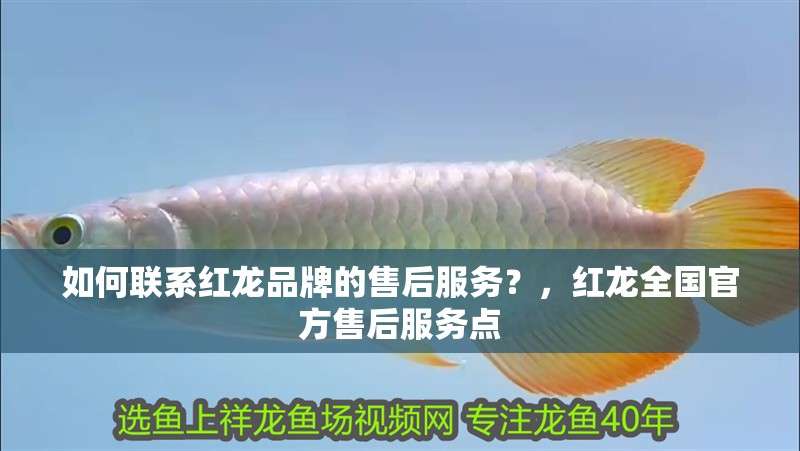 如何聯系紅龍品牌的售后服務?,紅龍全國官方售后服務點 龍魚百科 如何聯系紅龍品牌的售后服務?,紅龍全國官方售后服務點 如何聯系紅龍品牌的售后服務?,紅龍全國官方售后服務點 龍魚百科