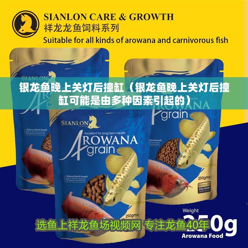 銀龍魚晚上關燈后撞缸（銀龍魚晚上關燈后撞缸可能是由多種因素引起的）