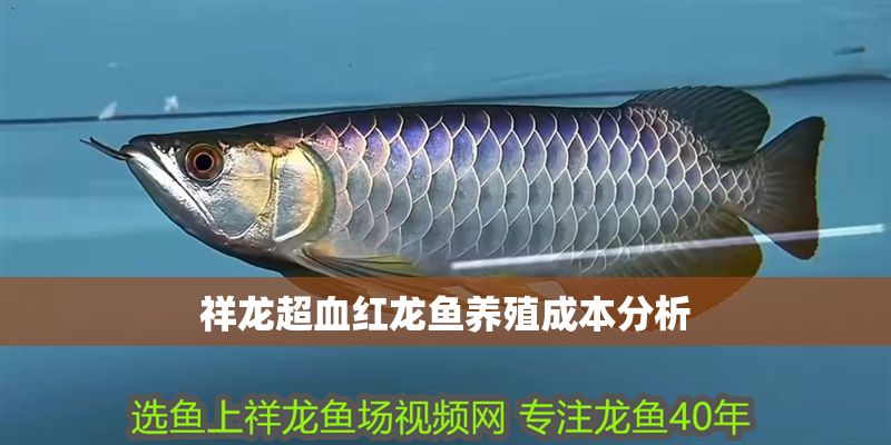 祥龍超血紅龍魚養殖成本分析 水族館百科(水族館加盟) 第1張 祥龍超血紅龍魚養殖成本分析 祥龍超血紅龍魚養殖成本分析 水族館百科(水族館加盟) 第1張
