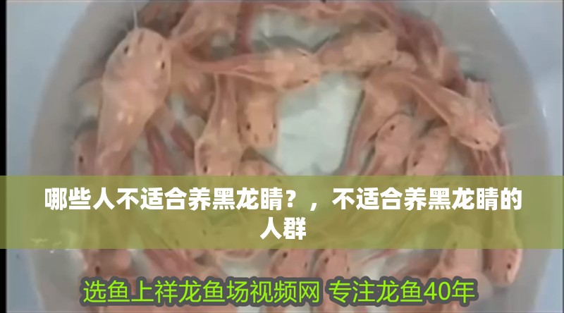 哪些人不適合養黑龍睛？，不適合養黑龍睛的人群